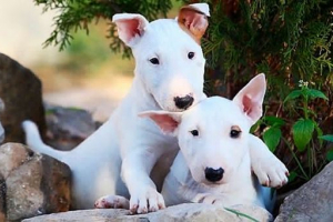 Як вибрати цуценячий тер'єр, ціни, особливості Як вибрати цуценячий тер'єр, ціни, особливості